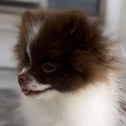 Girl 1 - Chocolate Pomeranian puppy in Abilene, Texas from Blessedpoms