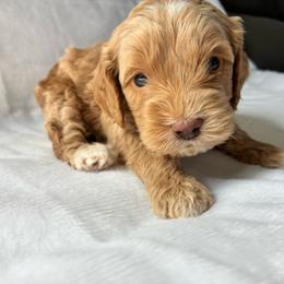 Zeb - Golden male Cockapoo puppy in Adrian, Oregon from ApplebyFarm