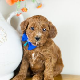 Boy 1 - Goldendoodle puppy in Riverton, Utah from Utah Doodlebug