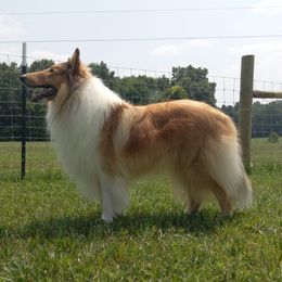 Collies from Living Blessed Collies