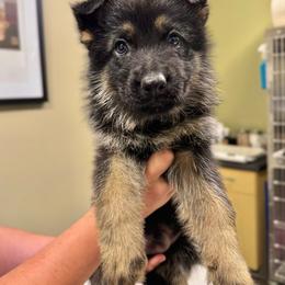 Fuji - Green boy - Bi-color male German Shepherd puppy in Oakley, California from Von Guadachi German Shepherds & Audacity Border Collies