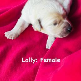 Lolly - Apricot female Goldendoodle puppy in Baldwin, Georgia from Simmons F1b Goldendoodles