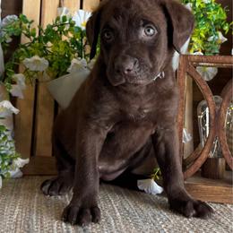 Nora - Brown female Chesapeake Bay Retriever puppy in Ulen, Minnesota from North Wind Gundogs