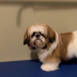 Max - Shih Tzu