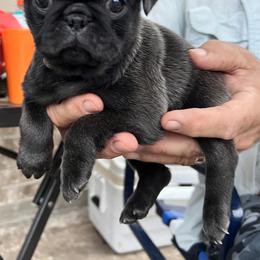 Pug Puppies from Butler Pugs and Frenchies