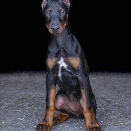 Sky - Black and rust female Doberman Pinscher puppy in Shelby, North Carolina from IronBee Dobermans