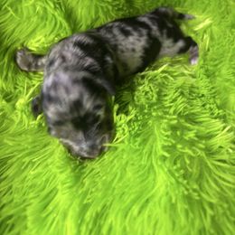 Chuncky - Dapple male Dachshund puppy in Chelsea, Oklahoma from Renee's Dachshund's