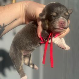 Marina (red) - Blue female Pembroke Welsh Corgi puppy in East Oakdale, California from Rhettro Kennels
