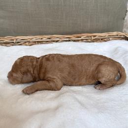 Girl 4 - Apricot female Goldendoodle puppy in Valley Farms, Arizona from Gall’s Doodle Ranch