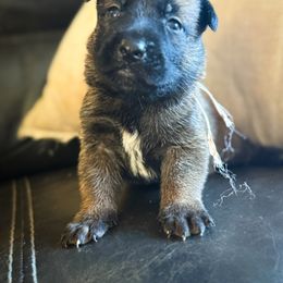 White collar - Mahogany male Belgian Malinois puppy in Denver, Colorado from Morales Kennels