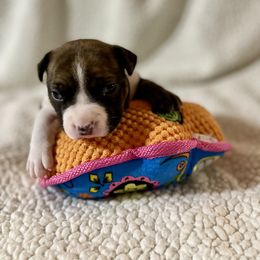 American Staffordshire Terrier Puppies from Tradewind American Staffordshire Terriers