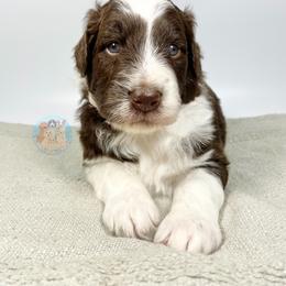 Aussiedoodle and Goldendoodle Puppies from Dandy Doodle Ranch