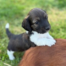 Finn - Piebald male Dachshund puppy in Greenup, Kentucky from Tygart Creek Dachshunds