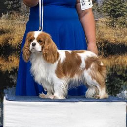 Coney - Cavalier King Charles Spaniel