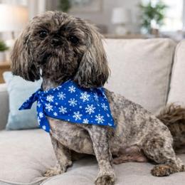 Axel - Brindle male Shih Tzu puppy in Waynesboro, Pennsylvania from Big Win Shih Tzus