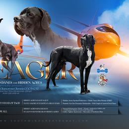 Yeager - Great Dane