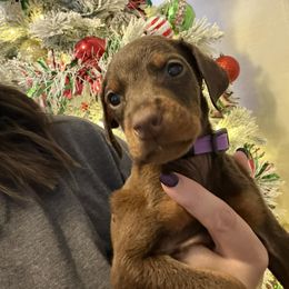 Girl 1 - Black and rust female Doberman Pinscher puppy in New Haven, Indiana from Desire Dobermans