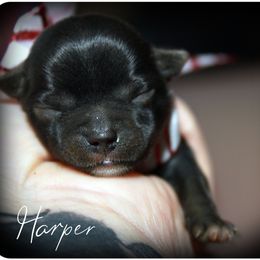 Harper - Black and gold female Yorkshire Terrier puppy in Warren, Michigan from Danielle's Yorkie & Shih Tzu Babies