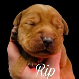 Rip - Yellow male Labrador Retriever puppy in Sidney, Nebraska from Nebraska Strong Labradors