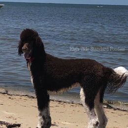 Poodle All Grown Up from High Tide Standard Poodles