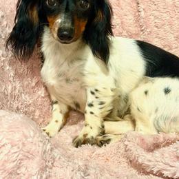 Dolly - Dachshund