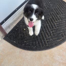 Delta - Black tri male Miniature Australian Shepherd puppy in Weatherford, Texas from F & T Aussies