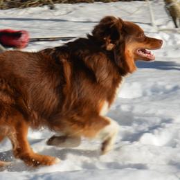 Australian Shepherds from Painted Pup Australian Shepherds
