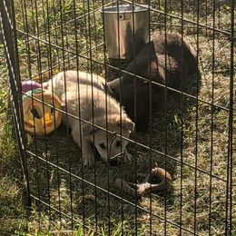 Norwegian Buhunds from Starry Sky Buhunds