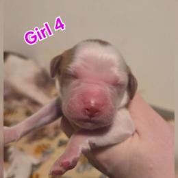 Girl 4 - Red and white female Irish Red and White Setter puppy in Glenwood City, Wisconsin from NyaStar & Chequamegon