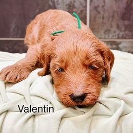 Valentin - Apricot male Goldendoodle puppy in Pasco, Washington from Camp Doodle Woods