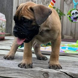 Boerboel Puppies from Dynasty Blue Ridge Boerboel