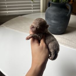 Girl 1 - Lavender female Pomeranian puppy in Muskogee, Oklahoma from Wonderlust Pomeranians