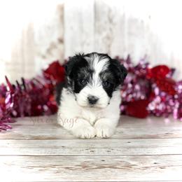 Miniature Schnauzer Puppies from Silver Sage Schnauzers