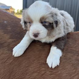 Rupert - Red merle male Miniature Australian Shepherd puppy in Godley, Texas from Nana and Paws Aussies