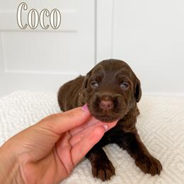 Coco - Chocolate female Goldendoodle puppy in Bell Buckle, Tennessee from Precious Puptown Doodles