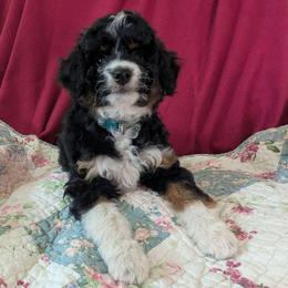 Helena - female Australian Mountain Doodle puppy in Placerville, California from Quartz Mountain Doodles