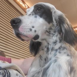 Henry - English Setter