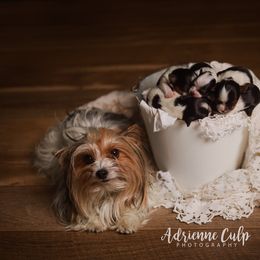 Biewer Terrier Puppies from Imperial BabyDoll Biewers