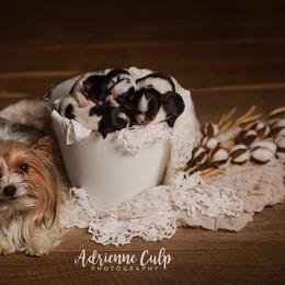 Biewer Terrier Puppies from Imperial BabyDoll Biewers