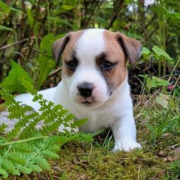 Magic - White and tan male Russell Terrier puppy in Sandown, New Hampshire from Patch Wood Irish Jacks