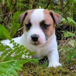 Magic - White and tan male Russell Terrier puppy in Sandown, New Hampshire from Patch Wood Irish Jacks