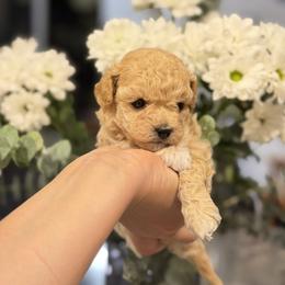 Mimi - Maltipoo