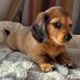 Bella - Shaded Red Dapple Female - Red female Dachshund puppy in Mesa, Arizona from Ruby Desert Doxies