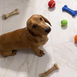 Hershey - Dachshund