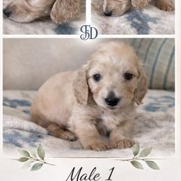 Dachshund Puppies from Sugarfoot Dachshunds