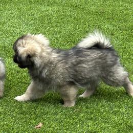 Tibetan Spaniel Puppies from Snowpine Ranch