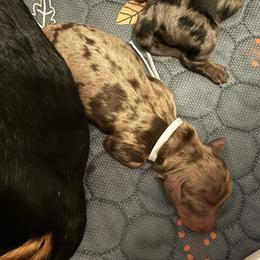 Candy cane - Dapple female Dachshund puppy in Murrieta, California from Dash of Love