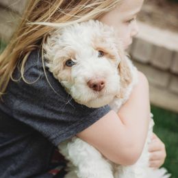 Goldendoodle Puppies from McDoodle Clam