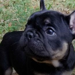 French Bulldogs from Wish Upon A Star Farm