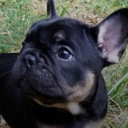 French Bulldogs from Wish Upon A Star Farm